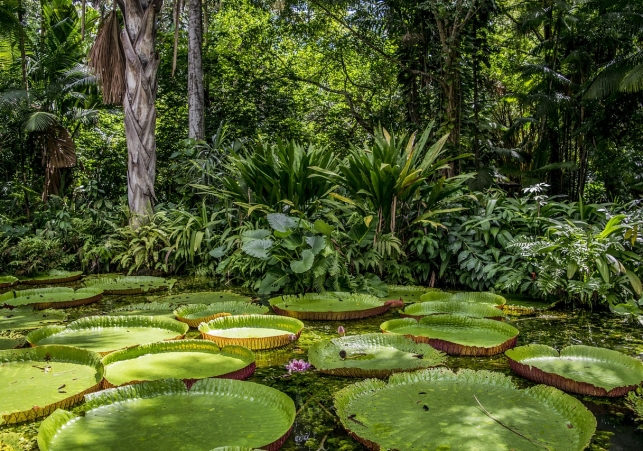 amazonia