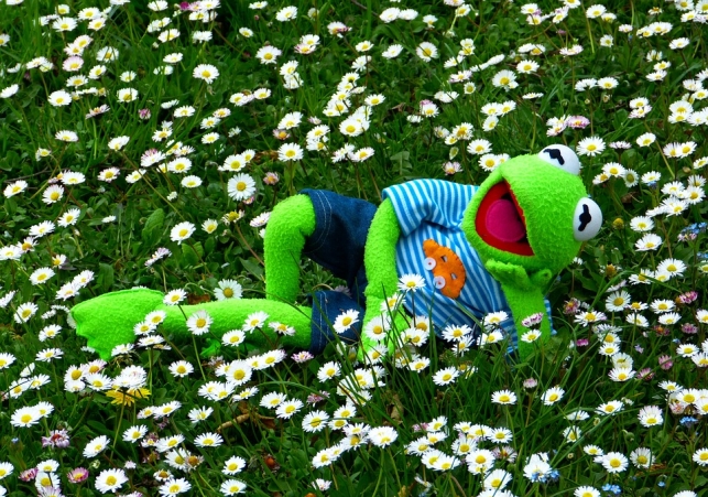  zaba kermit