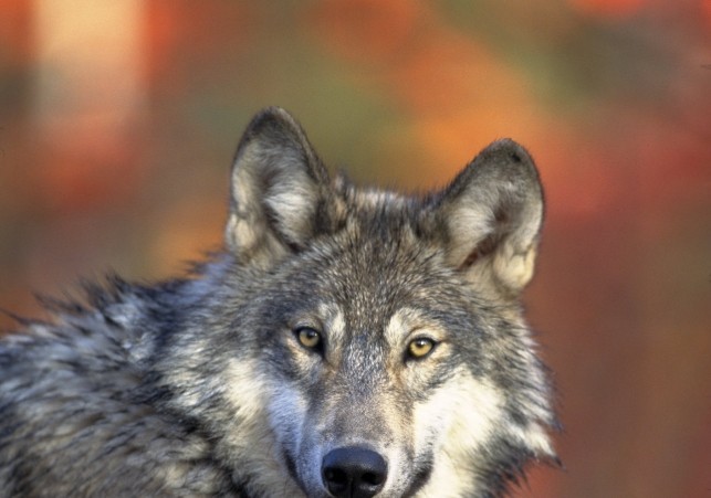wilki