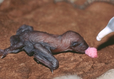 male nietoperze